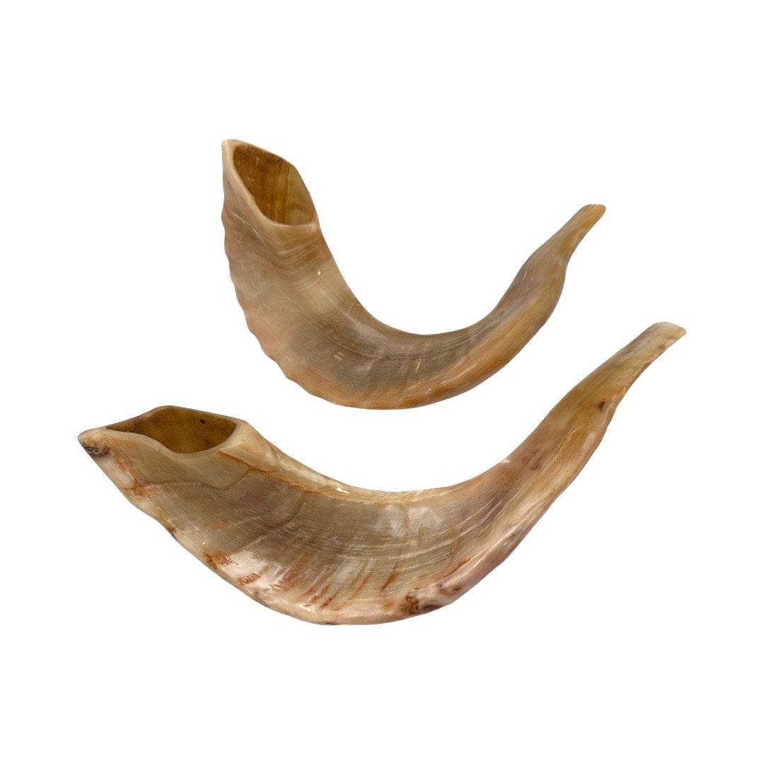 Shofar Medium