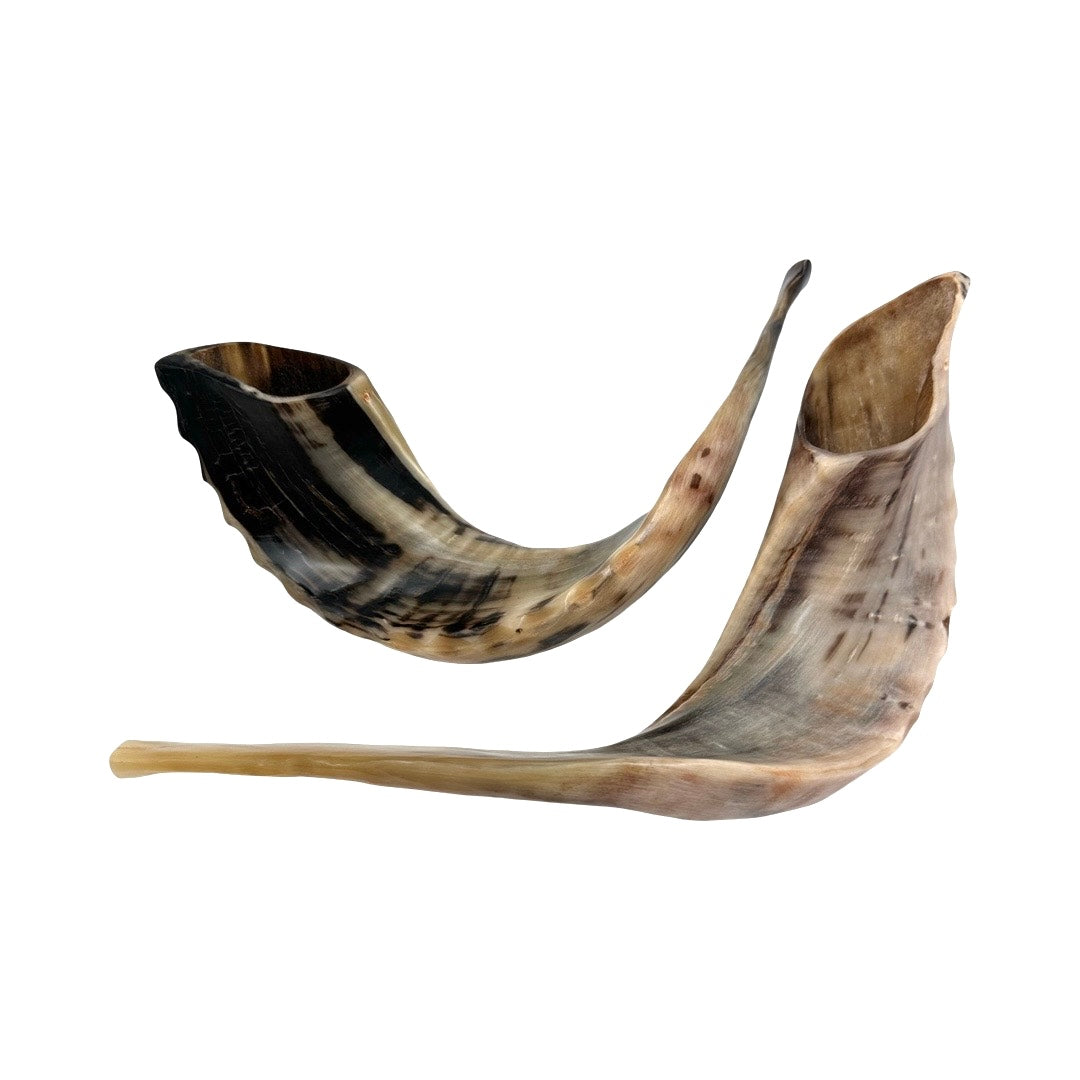 Shofar Medium 2