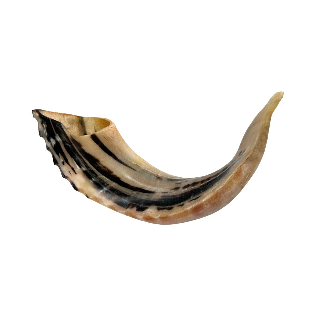 Shofar Medium 2