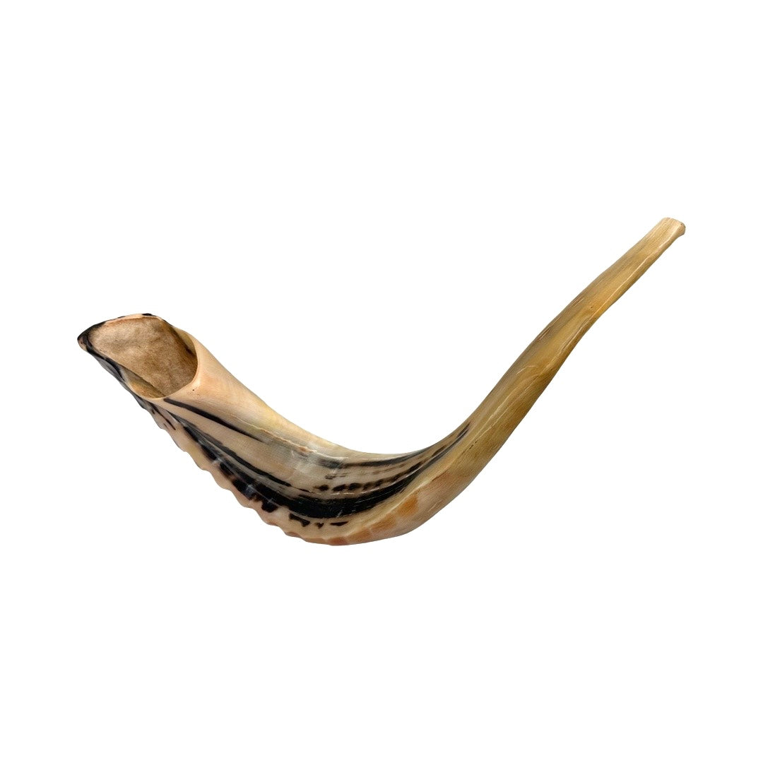 Shofar Medium 5